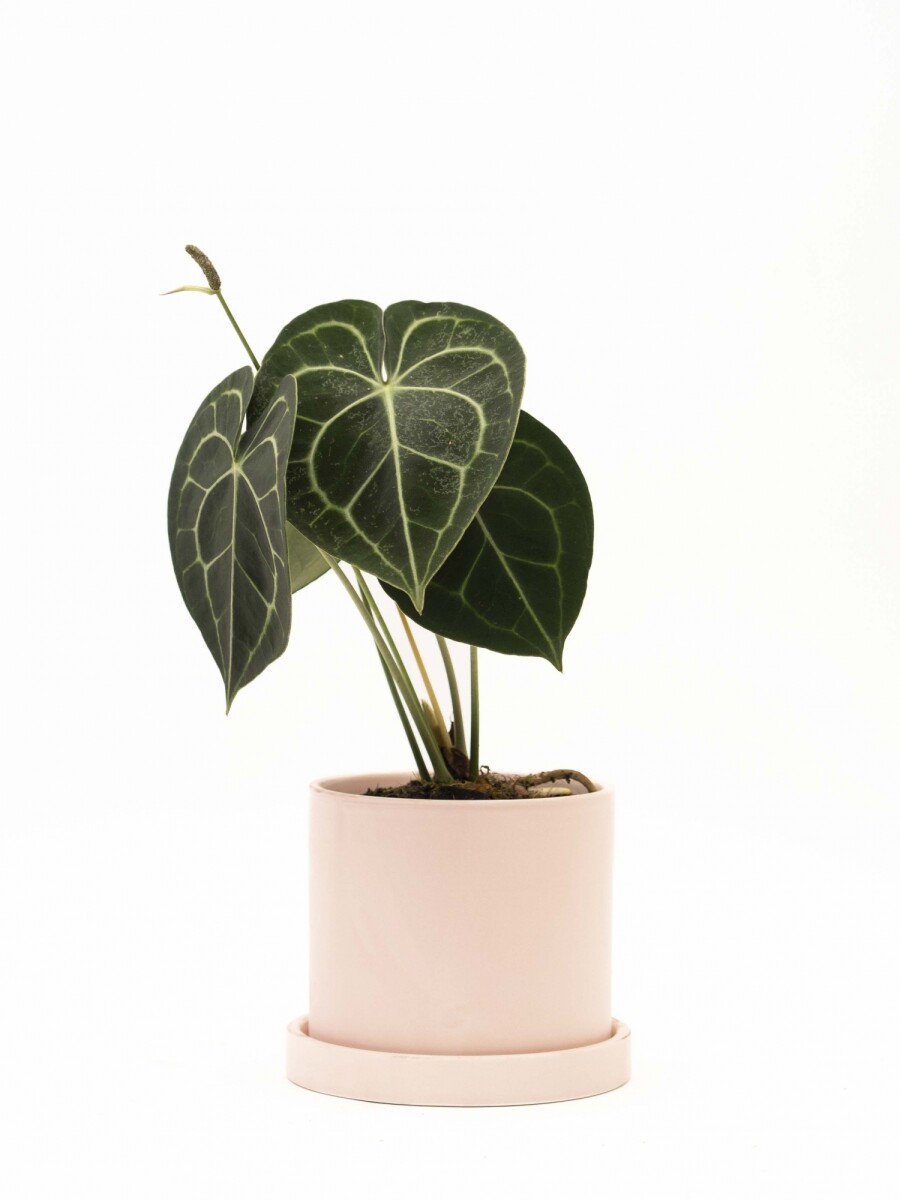 ANTHURIO CLARINERVIUM CON MACETA CERAMICA Y PLATO ROSA