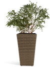 Maceta BLOMMOR A31xL31xA50 nat Maceta BLOMMOR A31xL31xA50 nat