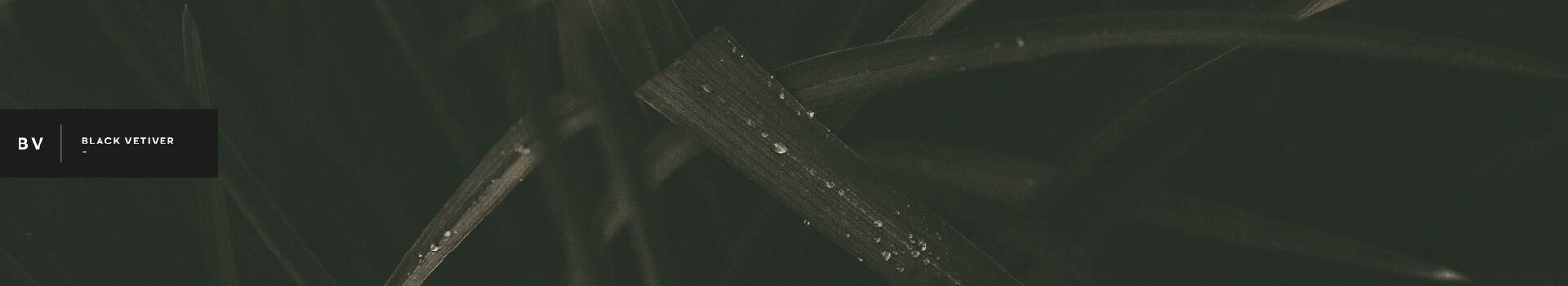 Black Vetiver