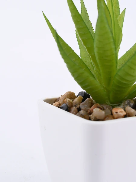 SUCULENTA VERDE