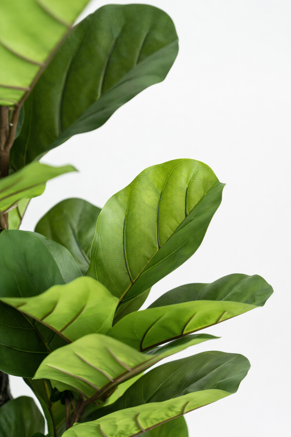 Planta Ficus Color Unico