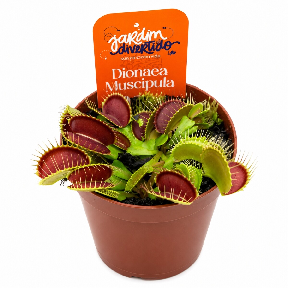 PLANTA INSECTÍVORA DIONAEA ( CARNIVORA ) 