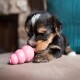 Kong Puppy Large Kong Puppy Large