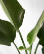 Strelitzia Nicolai M - H: 1.2m