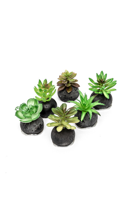 Planta Moa Mini, Mix Color Unico