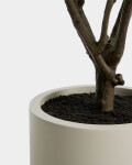 Árbol artificial Rhus con maceta blanca 185 cm Árbol artificial Rhus con maceta blanca 185 cm