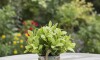 Planta Artificial 20x8cm Planta Artificial 20x8cm