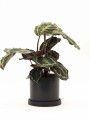 CALATHEA CON MACETA CERAMICA CON PLATO NEGRA