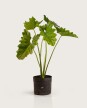 Filodendro Undulatum - H: 80cm Filodendro Undulatum - H: 80cm