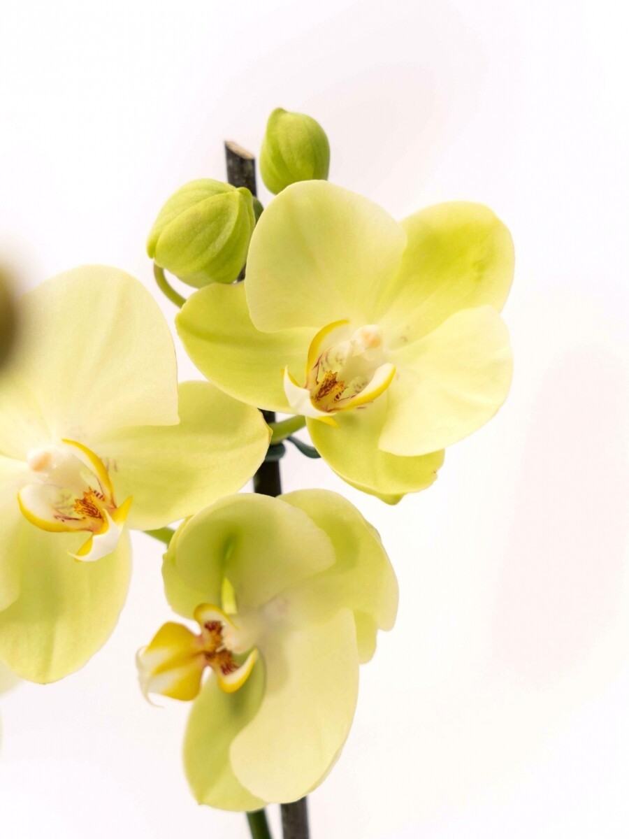 ORQUÍDEA PHALAENOPSIS VARAS RECTAS ORQUÍDEA PHALAENOPSIS VARAS RECTAS