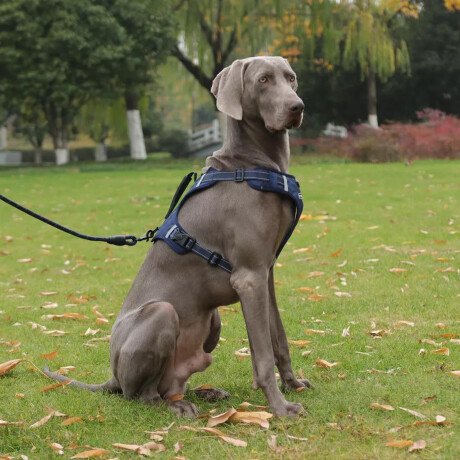 Arnés Y Correa P/Mascota Ajustable Tela Oxford Resistente Azul Marino