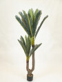 Planta Cycas Revoluta Color Unico