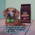 GRAN PLUS GOURMET ADULTO RAZAS PEQUEÑA-MINI CORDERO 10,1 KILOS + 1 KILO DE REGALO
