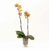 ORQUIDEA CON PORTA MACETA TRANSPARENTE