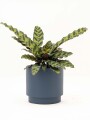 CALATHEA CON MACETA CERAMICA AZUL