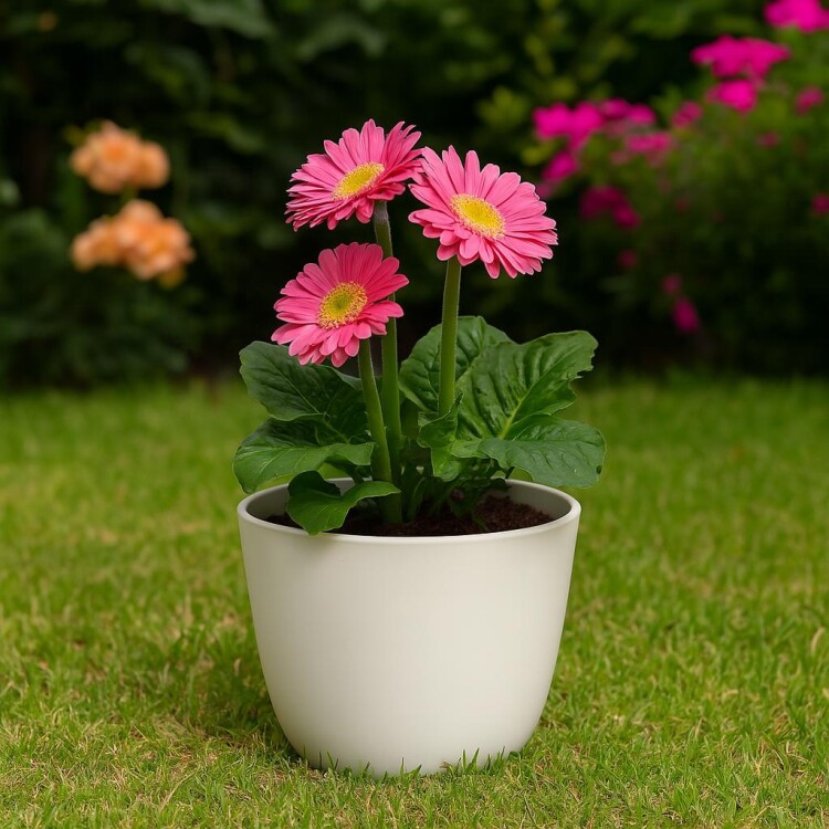 MACETA REDONDA 27 CM UMBRA BLANCA Blanco