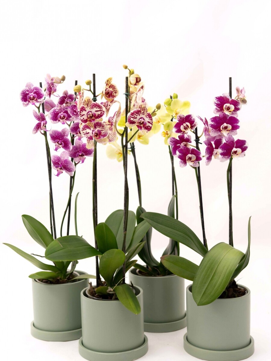 ORQUÍDEA CON MACETA VERDE AGUA
