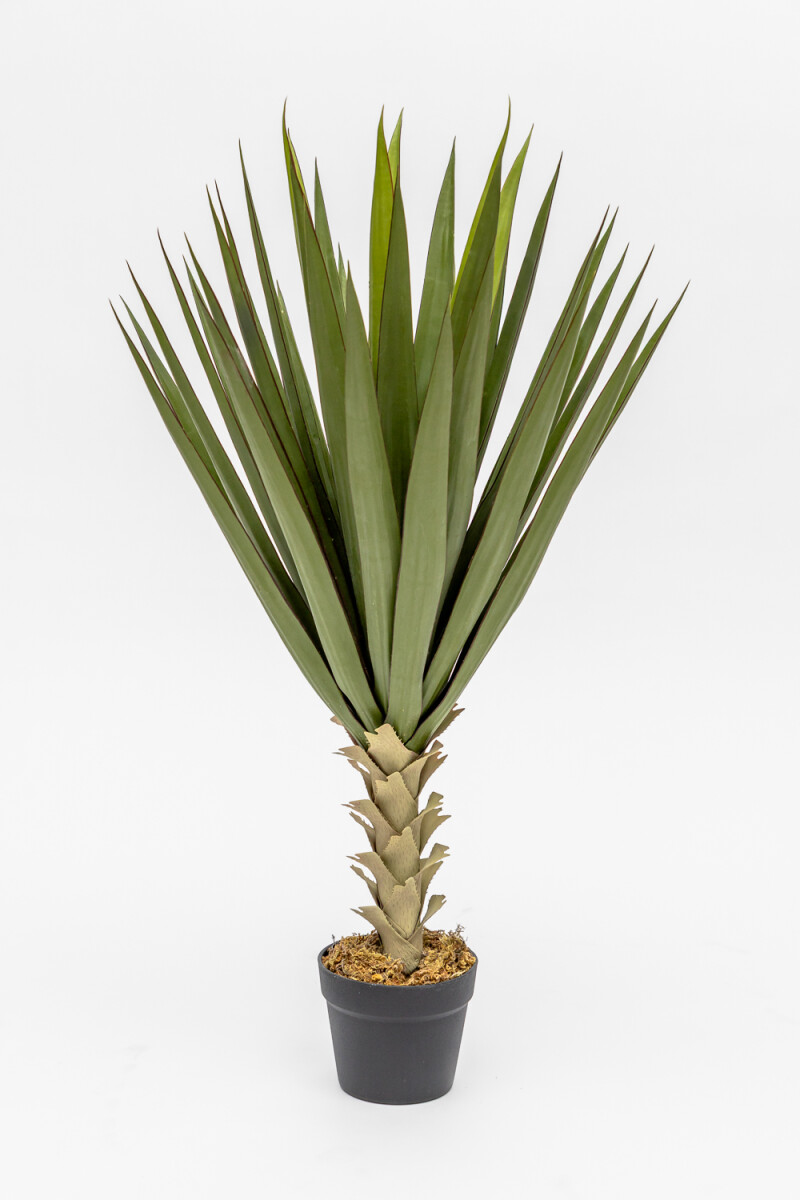Planta Agave - Color Unico 