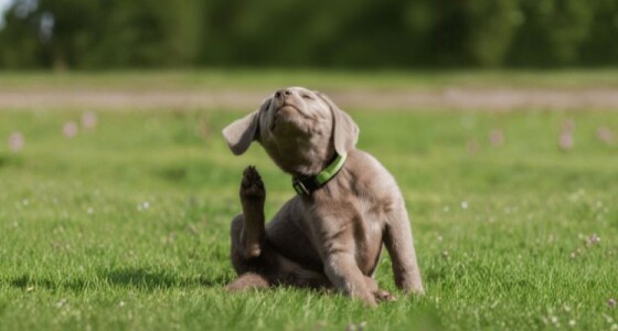 Más que una picazón