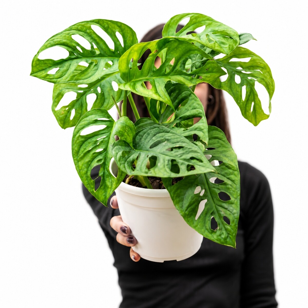 MONSTERA ADANSONII 