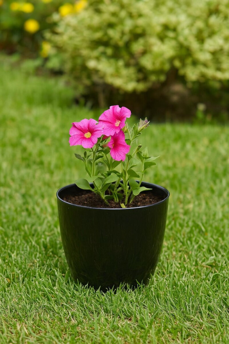 MACETA REDONDA 16 CM UMBRA NEGRO - NEGRO 