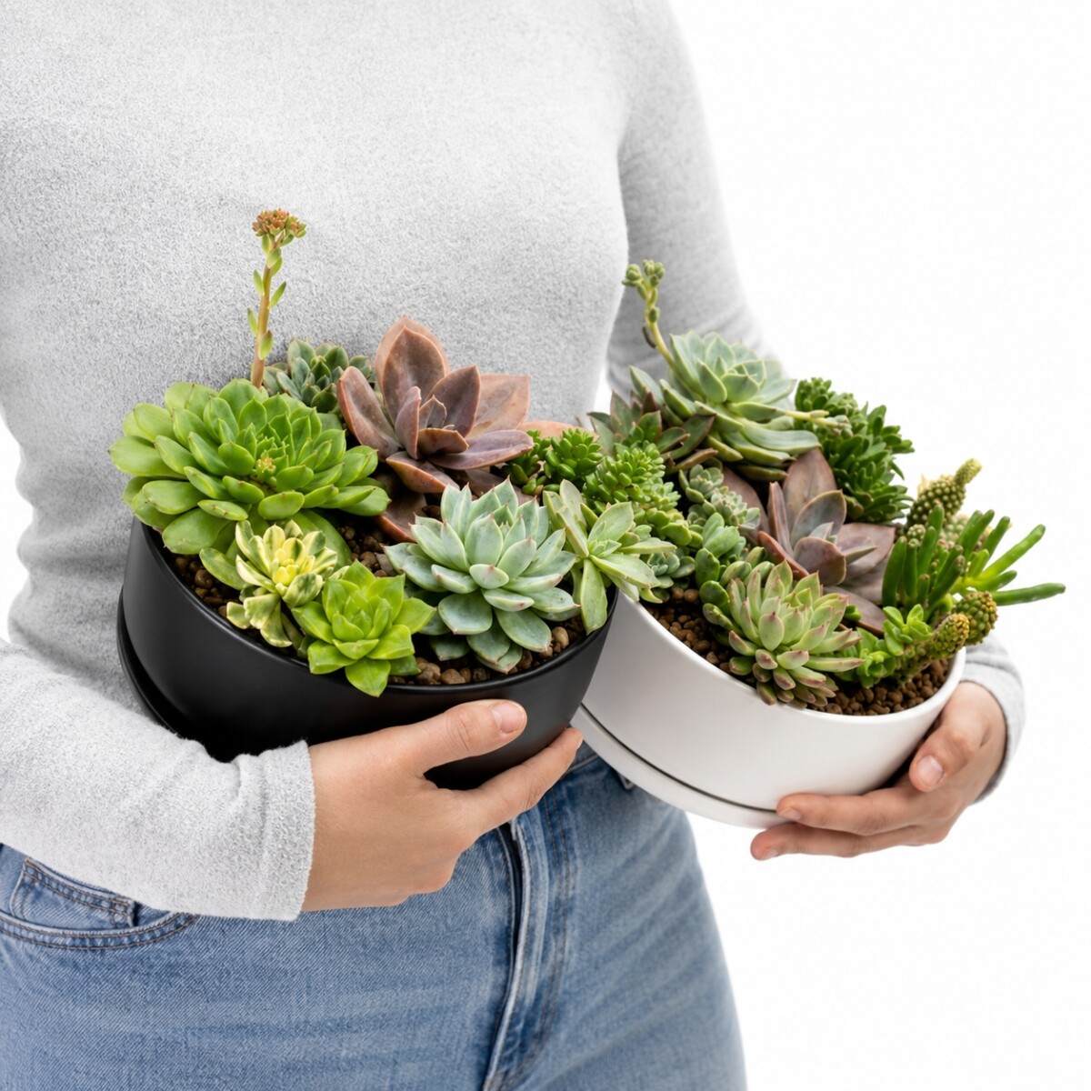 PAILA CERAMICA CON SUCULENTAS (TERRARIO) - GRIS 