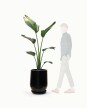 Maceta Fibrocemento c/plato - 50cm x 30cm "Modelo Avalon Negro Brillo