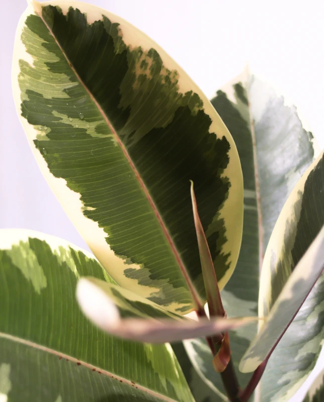 Ficus Elástica XL - Variegado - H: 1m Ficus Elástica XL - Variegado - H: 1m