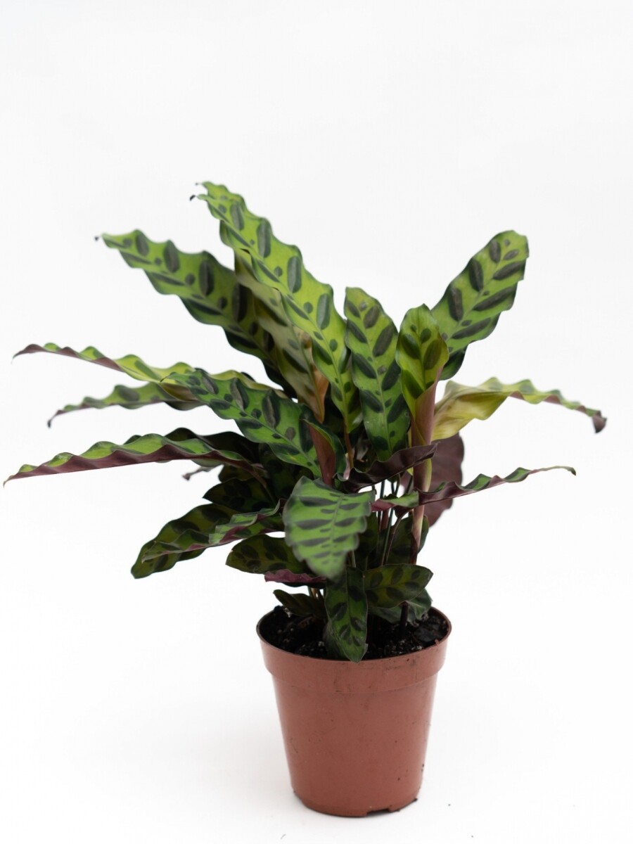 CALATHEA VARIADA CALATHEA VARIADA
