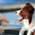 Bebedero Portatil Botella Agua Paseos Mascotas Perro Gato Variante Color Rosa