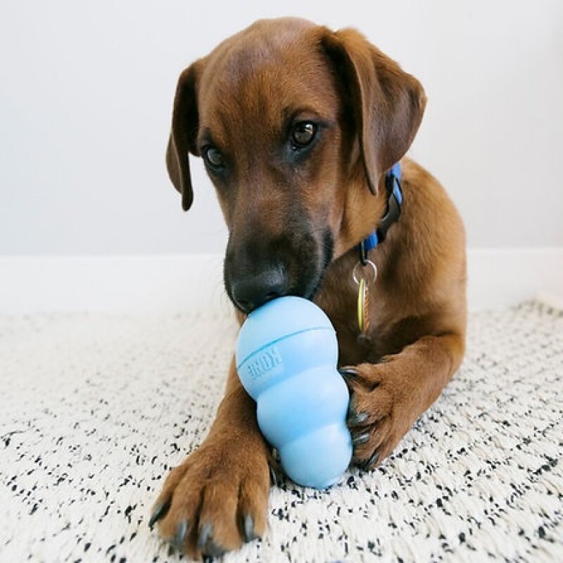 Kong Puppy Large Kong Puppy Large
