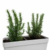 JARDINERA CON ROMEROS GRIS CLARO