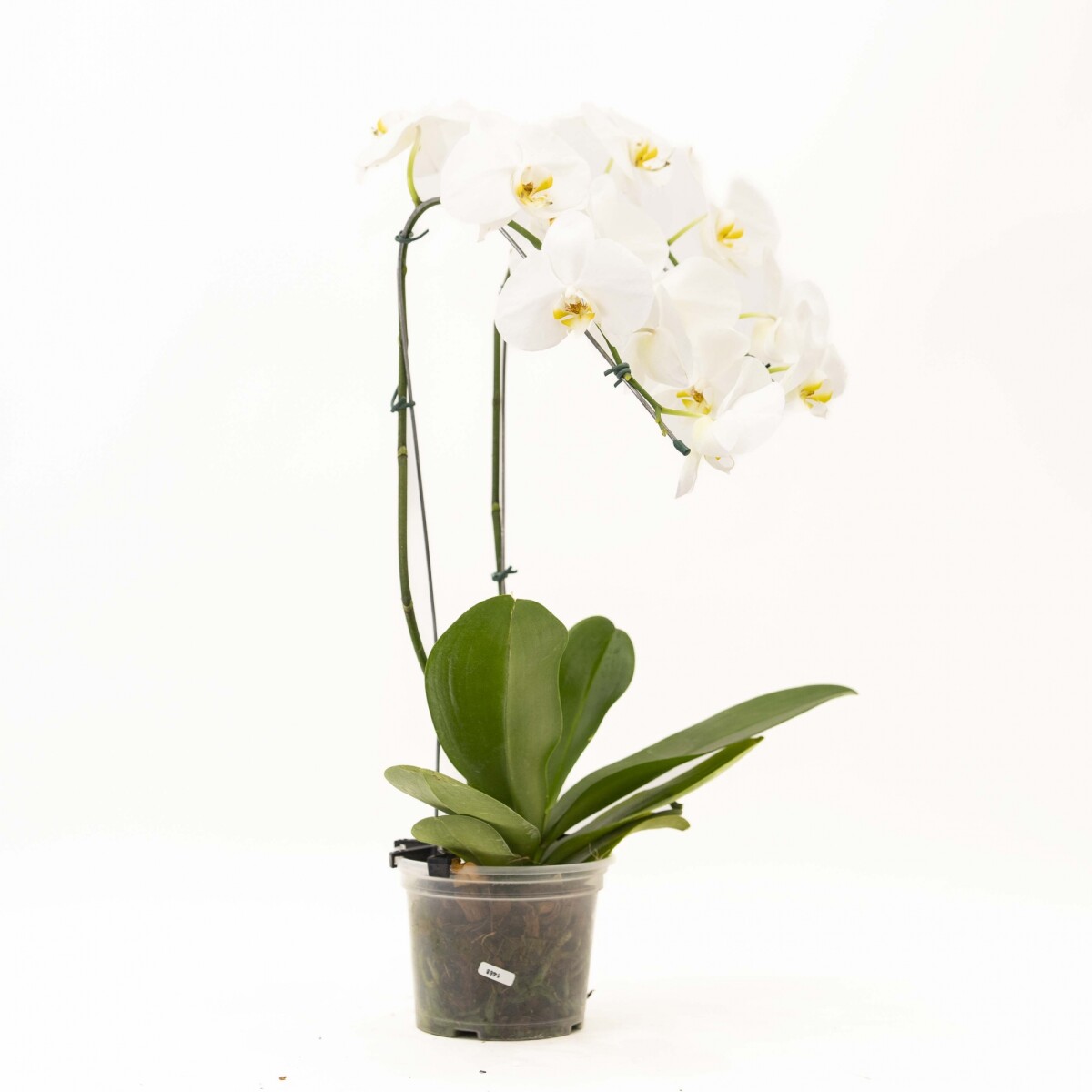ORQUIDEA VARAS CURVAS 