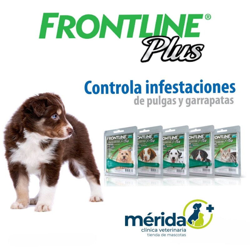 PIPETA FRONTLINE PLUS DE 20 A 40 KG