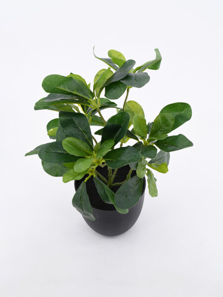 PLANTA CAMINITO VERDE