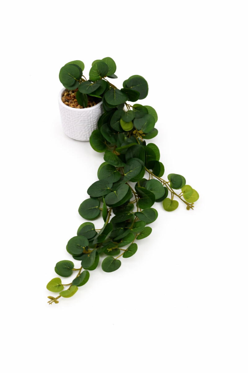 PLANTA EUCALIPTO COLGANTE - VERDE 