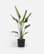Strelitzia Nicolai M - H: 1.2m