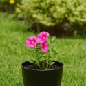 MACETA REDONDA 16 CM UMBRA NEGRO NEGRO
