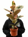 FICUS ELASTICA (GOMERO) VARIEGADO ROSADO (RUBY) M 1 RAMA FICUS ELASTICA (GOMERO) VARIEGADO ROSADO (RUBY) M 1 RAMA