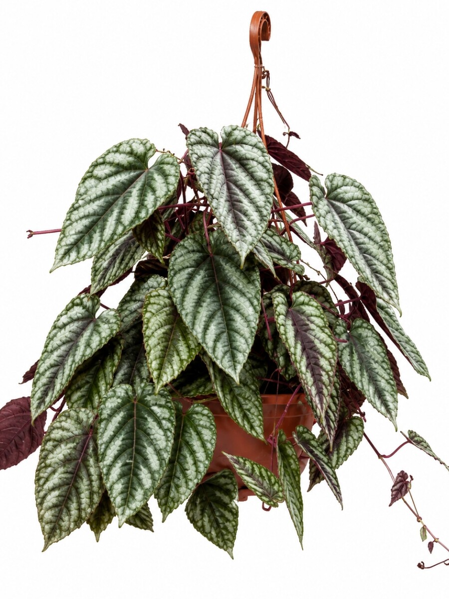 CISSUS JAVANA CISSUS JAVANA