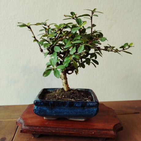 BONSAI DE 10 AÑOS 001