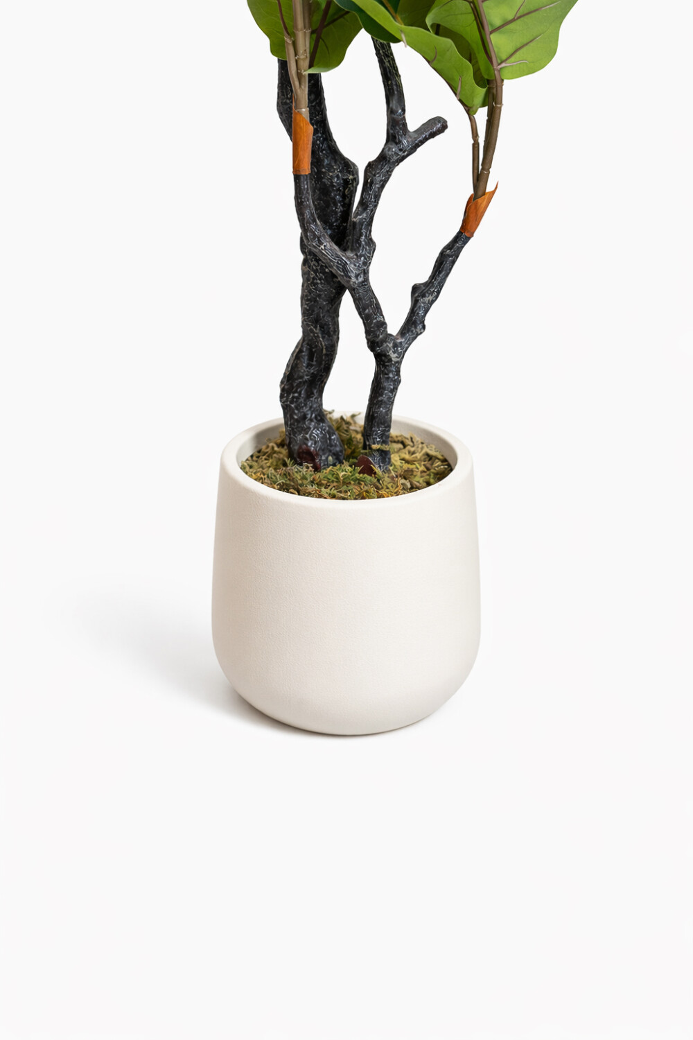 Planta Ficus Color Unico