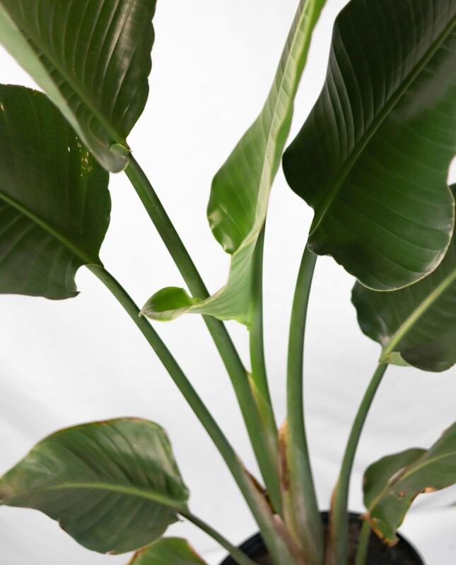 Strelitzia Nicolai M - H: 1.2m