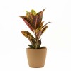 CROTON M CON PORTAMACETA PLASTICO OCHRE