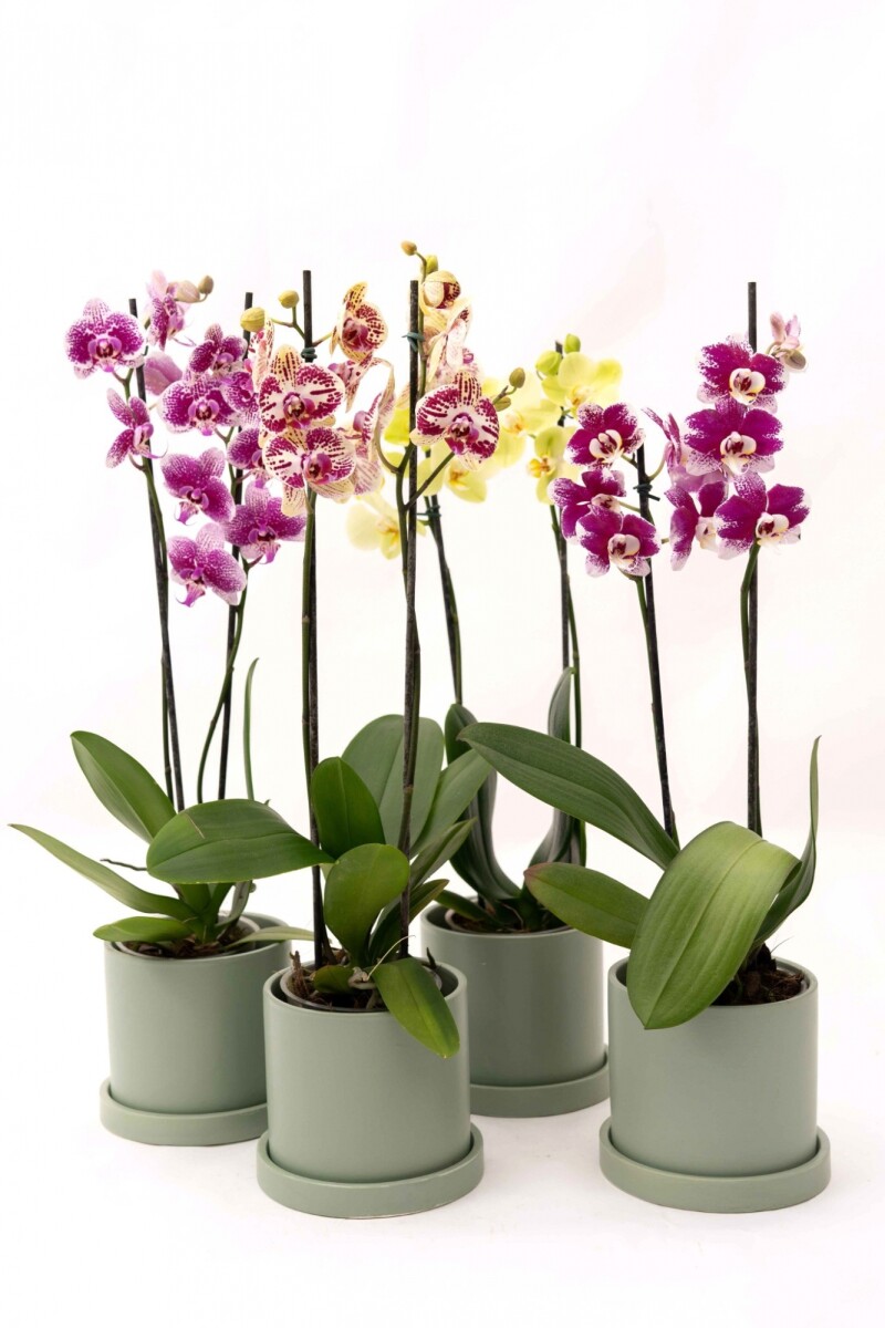 ORQUÍDEA - CON MACETA VERDE AGUA 