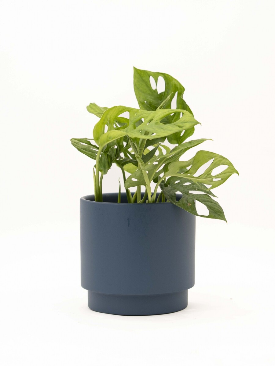 MONSTERA ADANSONII CON MACETA CERAMICA AZUL