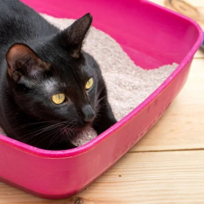 BANDEJA GATO MENPLAST 10 LITROS BANDEJA GATO MENPLAST 10 LITROS