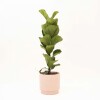 FICUS LYRATA BABY CON MACETA CERAMICA ROSA