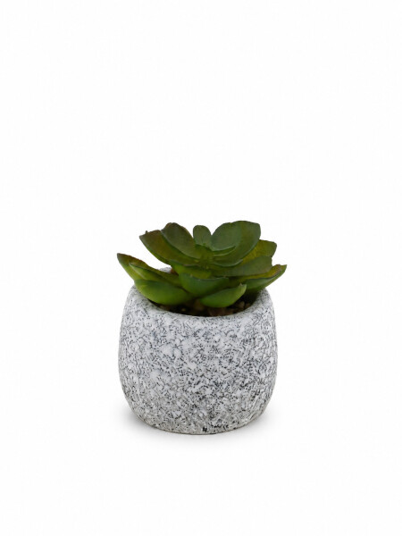 SUCULENTA LIORA ESTAMPADO 1