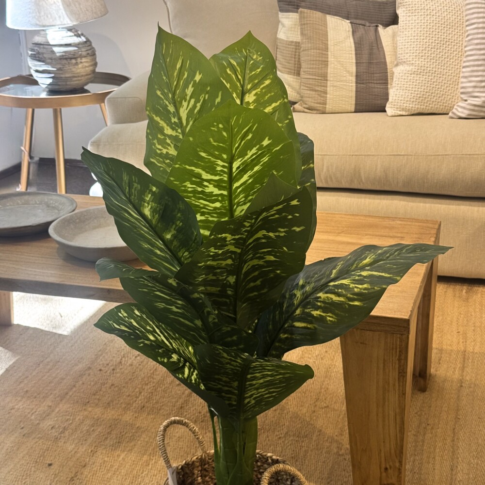 Planta Galatea Planta Galatea